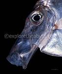fish 15