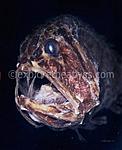 fish 18