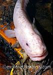 fish 40