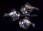 fish 22