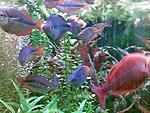 Rainbowfish3