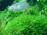 Peacock Moss ( )