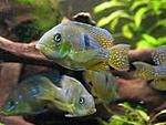 Gymnogeophagus rhabdotus 07