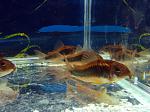 Corydoras