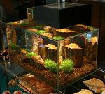 fluval edge aquarium
