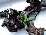 Bucephalandra sp. Shine Green, Sokan 4