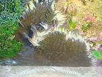Heteractis crispa   