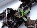 Bucephalandra sp. Shine Green, Sokan 4