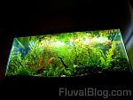 plantedtank2