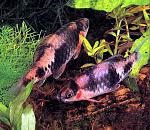 fasciatus 00