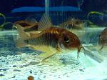 Corydoras