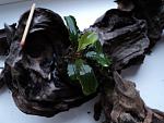 Bucephalandra sp. Sintang