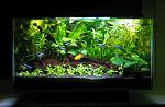 Jungleprism
