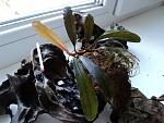 Bucephalandra sp. GBV (Green/Blue Velvet)