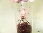 Tapinauchenius gigas 3
