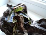 Bucephalandra sp. "Kedagang"