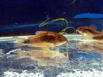 Corydoras