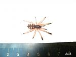 Tapinauchenius gigas 3