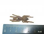 Heteroscodra maculata 5