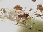 Tapinauchenius gigas 3
