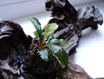 Bucephalandra sp. Sintang