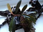 Bucephalandra sp. GBV (Green/Blue Velvet)