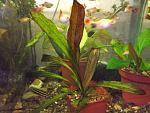   .   Echinodorus x 'Tanzende Feuerfeder'.(  )