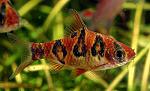 Systomus rhomboocellatus