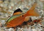 Puntius conchonius