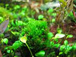 Fissidens sp. Mini