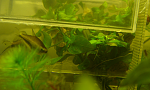 aquaELK NEMATOBRYCON PALMERI na nereste
