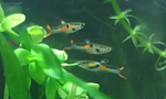 aquaOKSANA   Poecilia reticulata