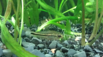 aquaOKSANA   Corydoras pygmaeus