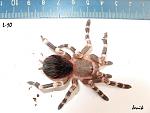 Acanthoscurria geniculata 10