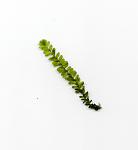 Queen Moss (Amblystegiaceae sp.Manaus)
