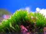 Fissidens sp. Mini