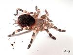 Acanthoscurria geniculata 10