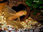 Ancistrus albino
