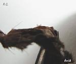 Acanthoscurria geniculata 10 