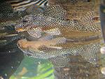 DSCF0659
