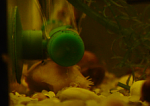 aquaELK Ancistrus L144