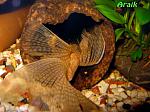 Ancistrus albino