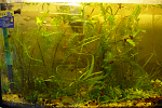 aquaELK Priroda 60L