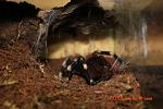 01)n.chromatus( ) TM