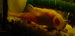 aquaELK Ancistrus L144 2