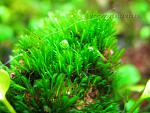 Fissidens sp. Mini
