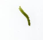 Pearl  Moss