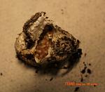 05)n.chromatus( ) TM