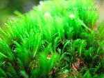 Fissidens sp. Mini