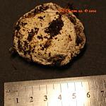 04)n.chromatus(  ) TM